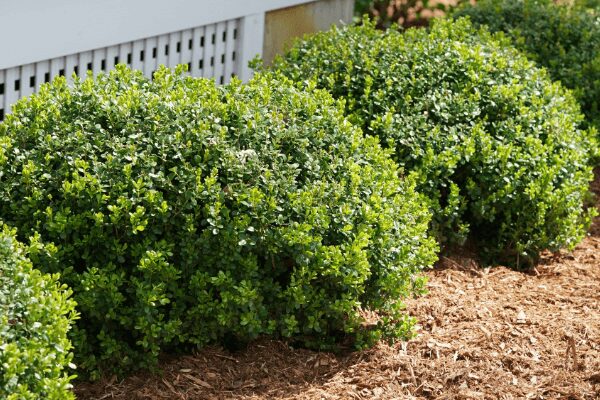 landscaped bushes
